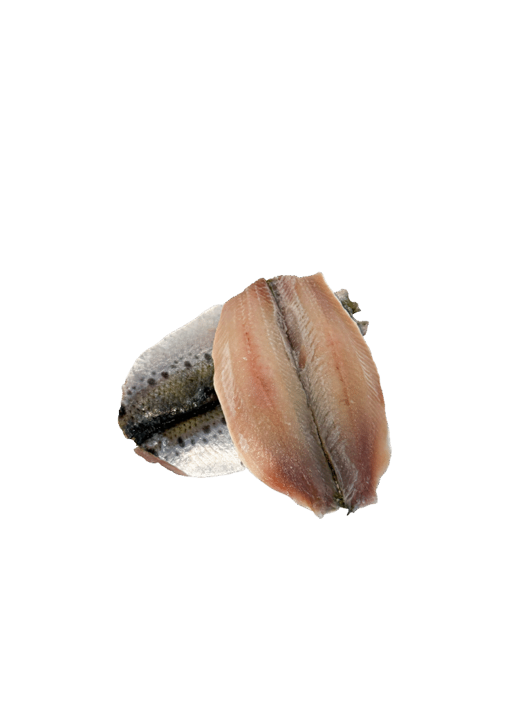 Sardinha-laje Espalmada