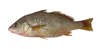 Castanha