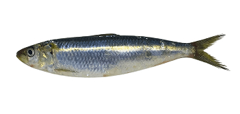 Sardinha