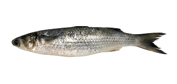 Tainha