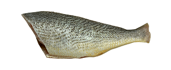 Corvina