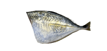 Palombeta