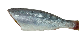 Pescada