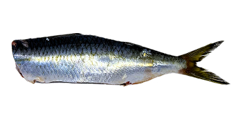 Sardinha