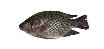 Tilápia