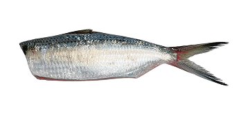 Sardinha-laje