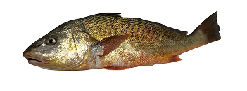 Corvina