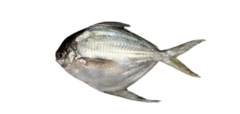 Gordinho