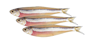Manjuba