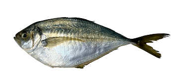 Palombeta