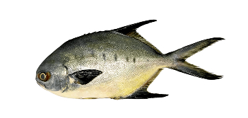 Pampo Malhado