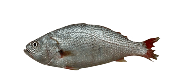 Pescada