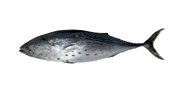 Bonito