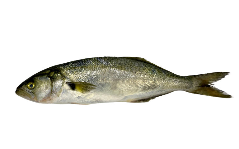 Anchova
